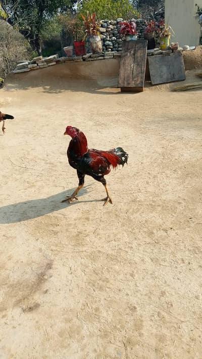 bredr ha bhot acha chez ko samjna wala rabta kara