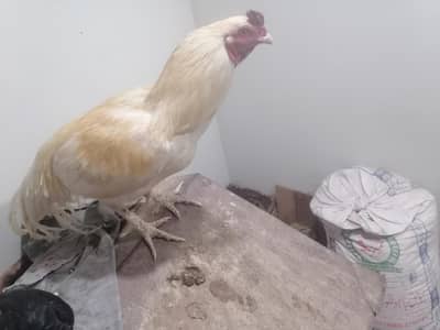 i am for sale white murga