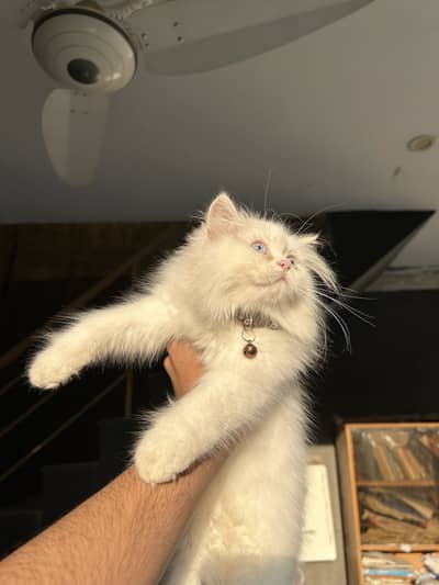 long coat Persian cat with blue eyes.