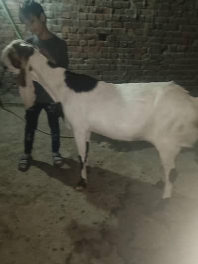 big size breeder bakri shoqeen bhio k lye