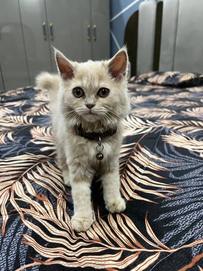 Persian cat triple corded