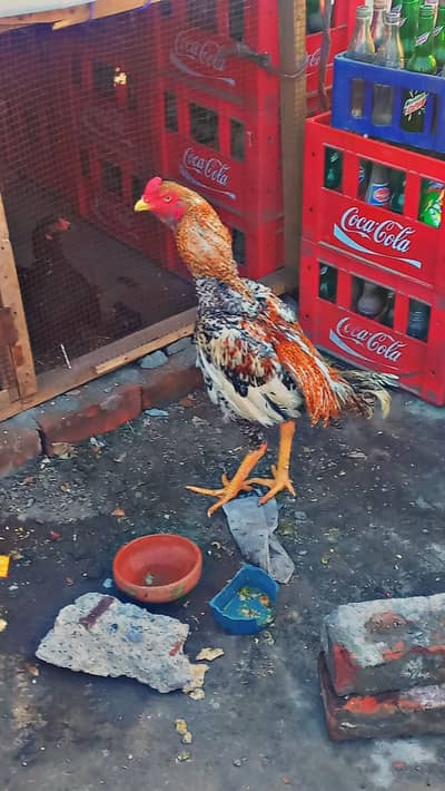 aseel shame x sindhi