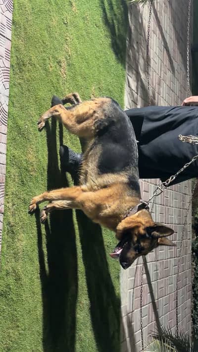 German shephard pair ( male&female) for sale- Healthy & active.