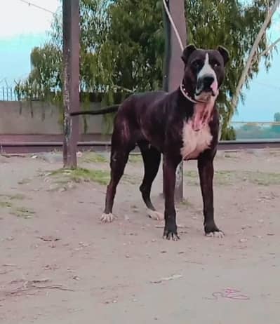 mahine age double body for sale