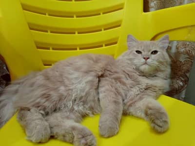 Healthy Male Persian Cat for Sale – 2 Years Old – Friendly & Fluffy