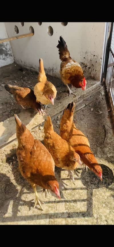 RIR 1 male 5 female (Ready to breed)