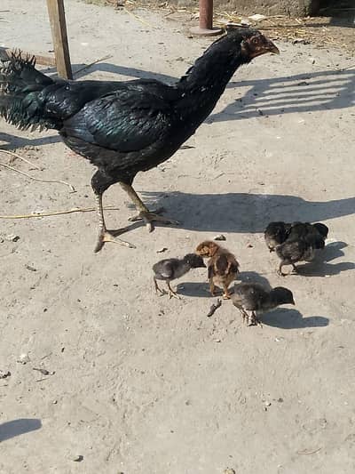 murgi or Sath 7 chiks age 4 days