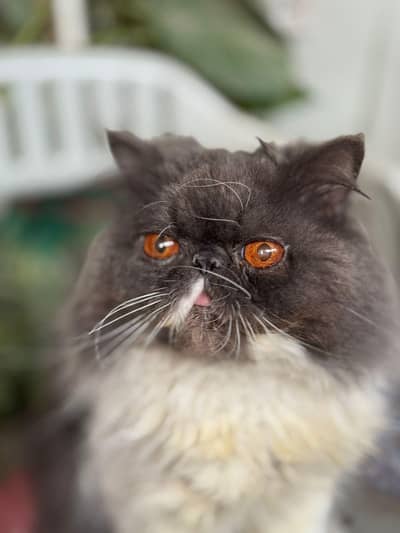 peki face stud male 100% Guaranteed Results