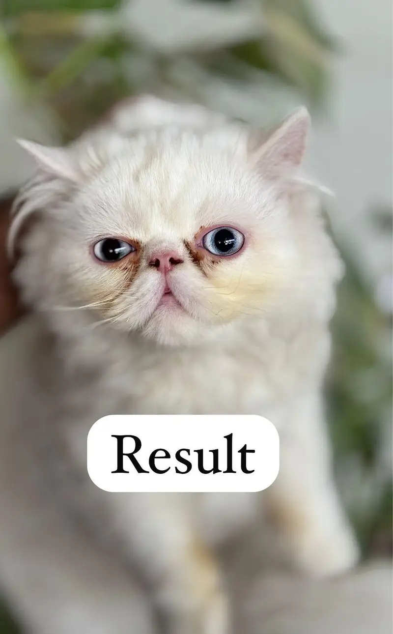 peki face stud male 100% Guaranteed Results — photo 2