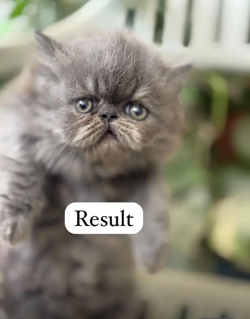 peki face stud male 100% Guaranteed Results — photo 3