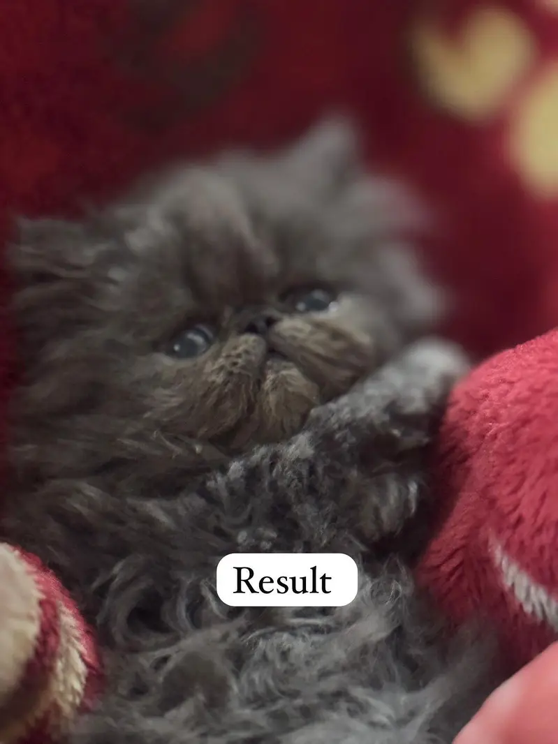 peki face stud male 100% Guaranteed Results — photo 4