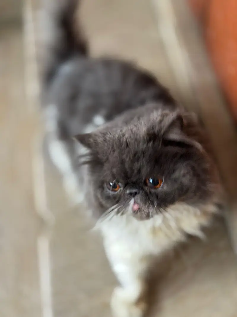 peki face stud male 100% Guaranteed Results — photo 5