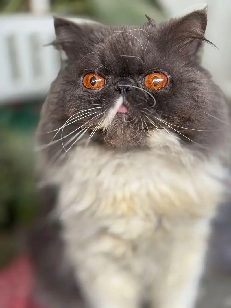 peki face stud male 100% Guaranteed Results — photo 6