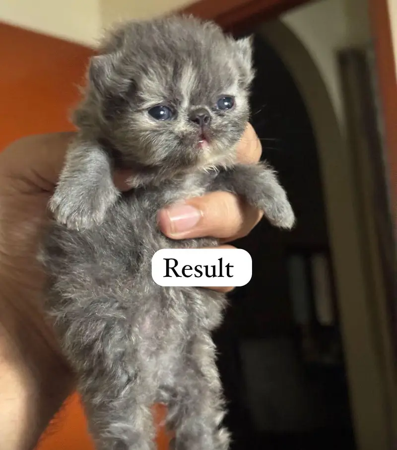 peki face stud male 100% Guaranteed Results — photo 7