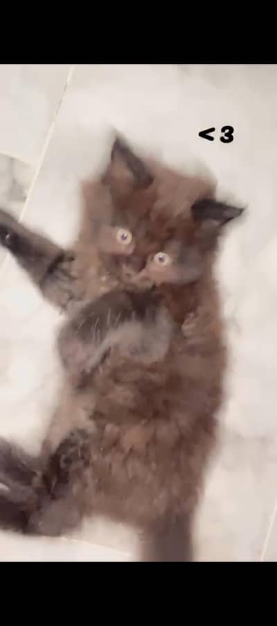 pure Persian cat baby