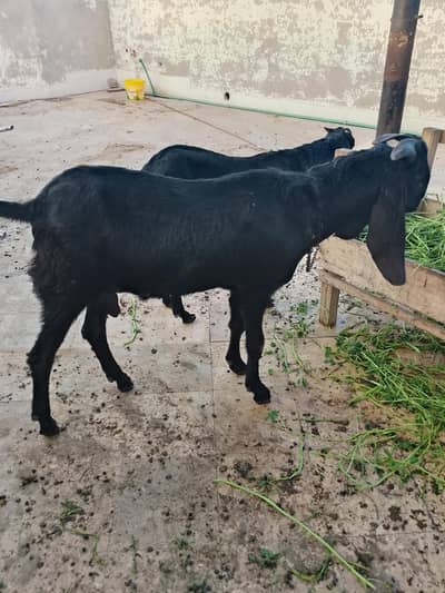 2bekry h dono donday h