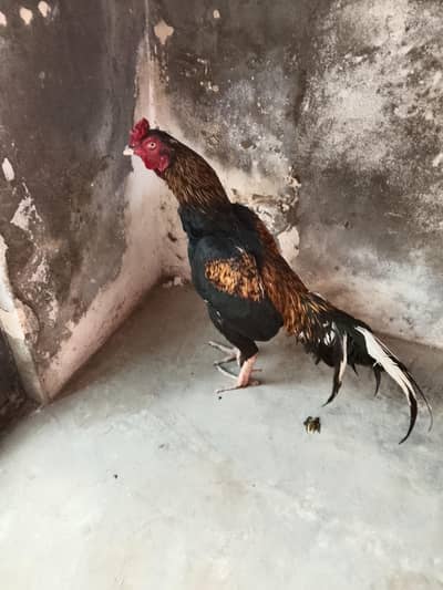 Aseel mianwali Murga No Injury