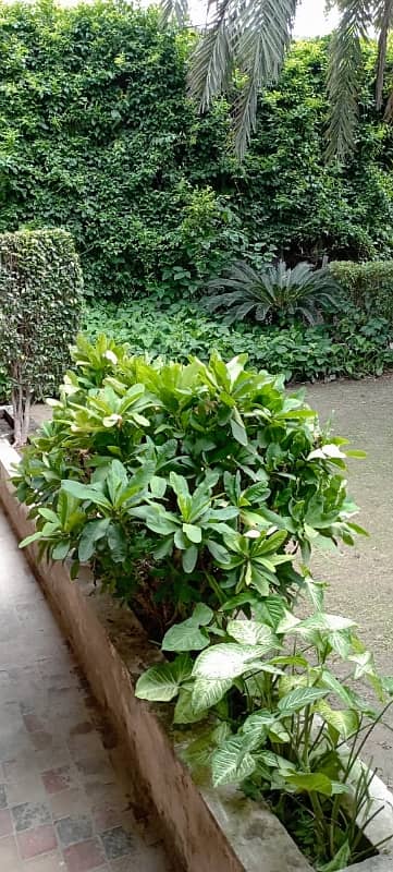 CORNER HOUSE AVAILABLE AT THE PRICE OF A PLOT