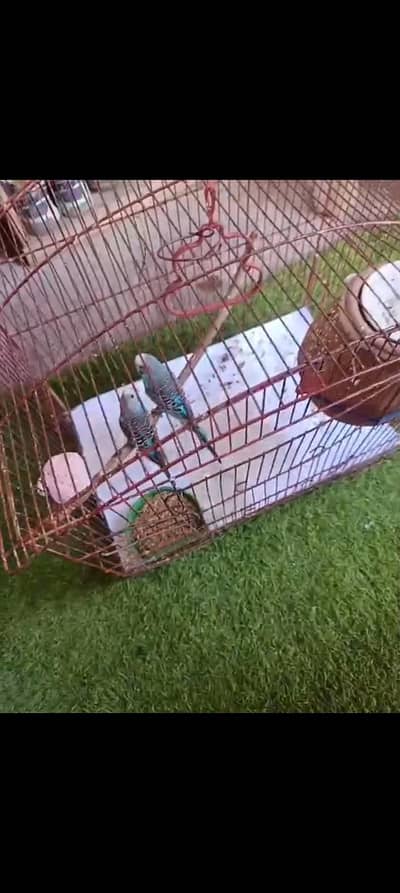 budgies parrot/Australian parrot for sale