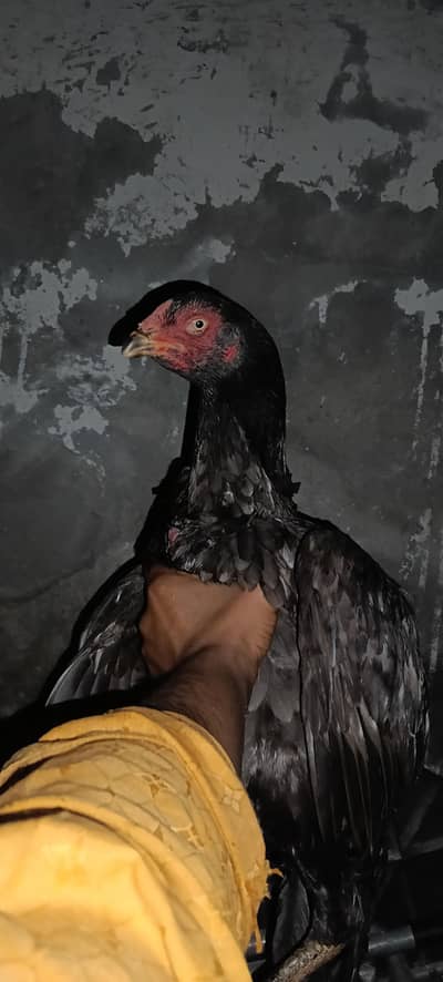 Japanese pakoya. 1.5 saal age eggs k liye tiyar hai. achi Quality ki