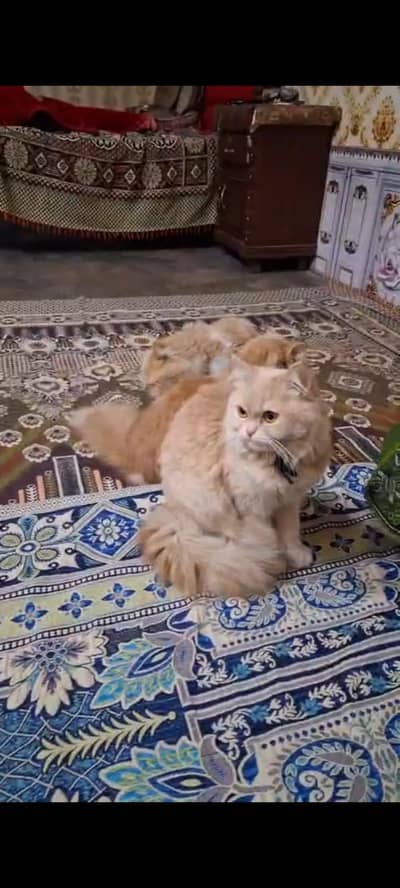 Persian cats for sale 3 females