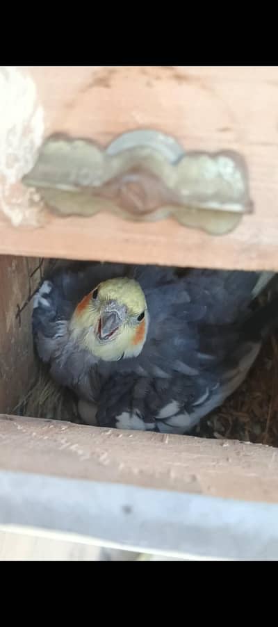 2 pair ha cocktail with egg le jao