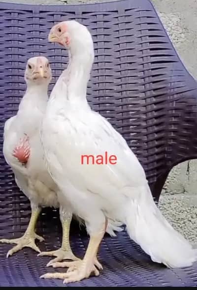 arrot big murga age 3 month for sale 03468444939