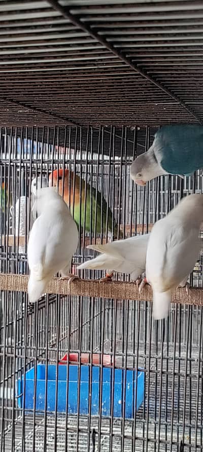 Breeder Pairs Albino Lovebirds