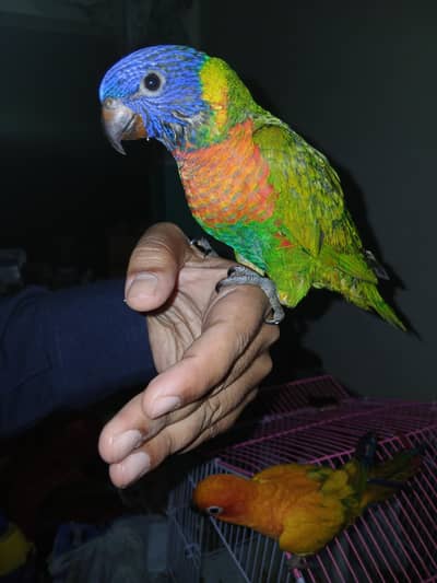 Rainbow Lorry and Sunconure