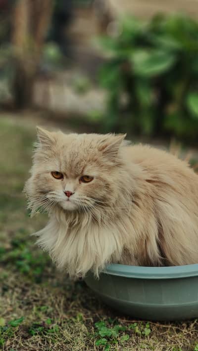 Persian cat triple coated