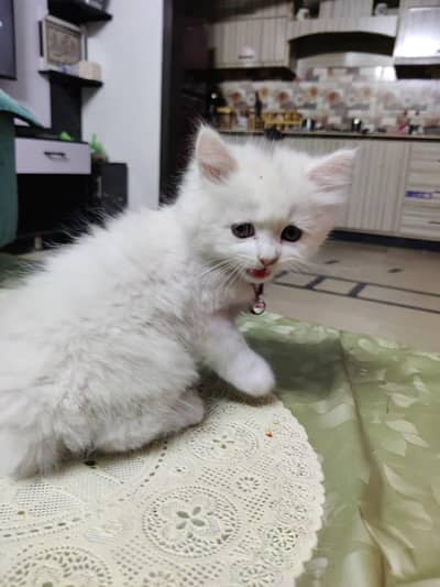 Persian kitten
