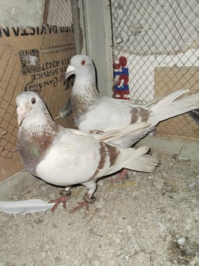 Qasid breeder pair for sale