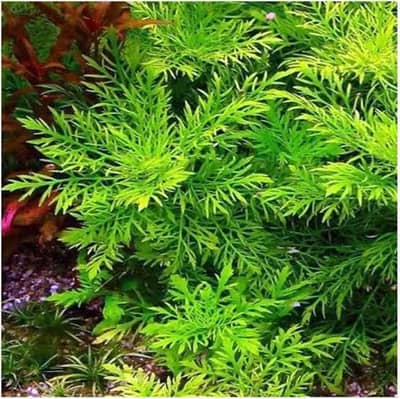 Aquarium plant available in Lahore