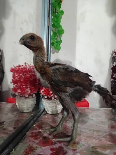 skin black brown Dragon please contact my phone number 032644 918 45