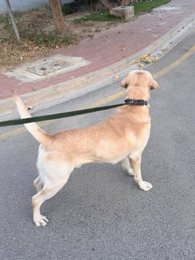 Labrador male Golden 2 years old Pedgree