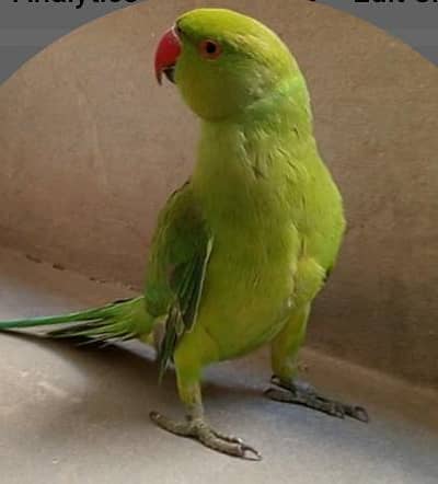 parrot for sale