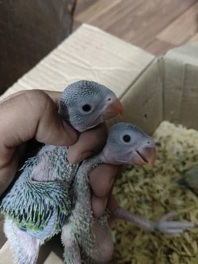 Parrot Chicks For Hand Tame