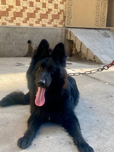 German Stepherd for urgent sale
