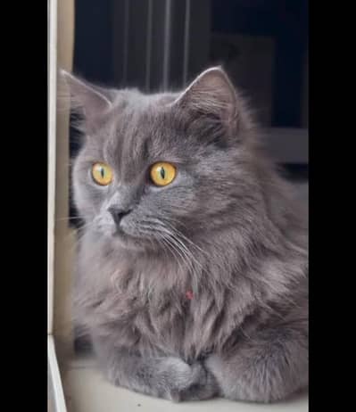 Punch Face Persian Male Cat, Double coat