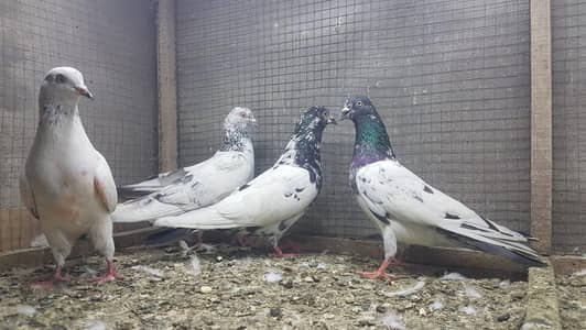 Rampuri Taddi goldan pigeons for sale.