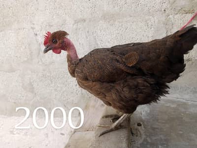 hens 2 argent for sail 03161328563