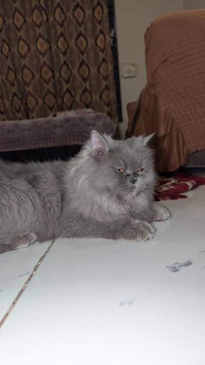 Persian/Persiancat/punchface/greycolour