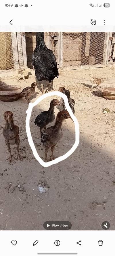 2 pure Aseel chicks for sale