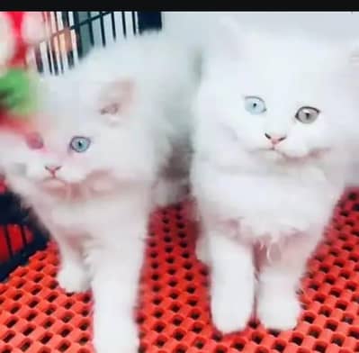 Persian female kitten for sale My WhatsApp number 0325 5503411