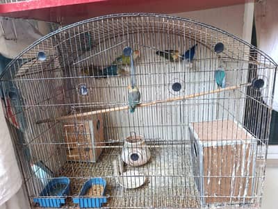 12 pieces dunfellow and others with eggs and 2 cages.