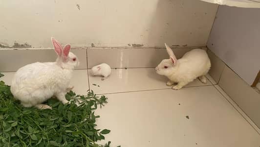  rabbit for sale 