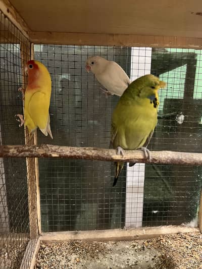 Cocktail pair 03012699663