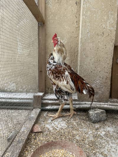 Breeder pair Cheena dragon face