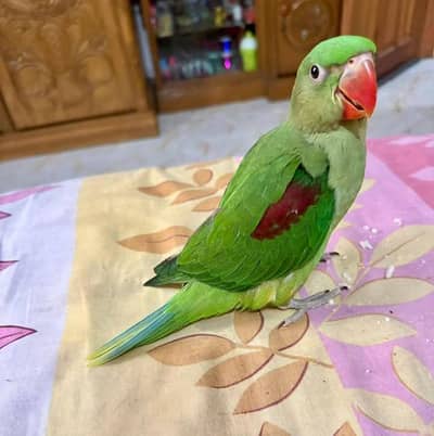 Kashmiri Raw Chick Male Hand Team