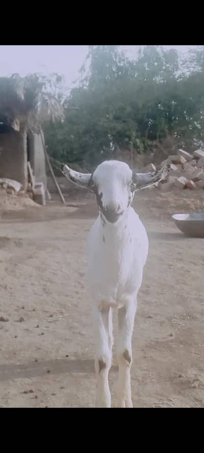 mashallah Kitty goats 